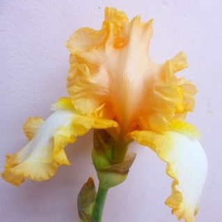 ジャーマンアイリス