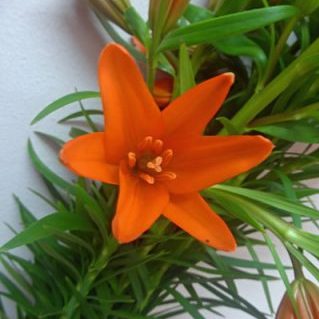 スタービューティー