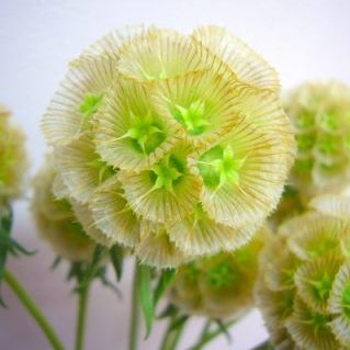 ステルンクーゲル（国産）