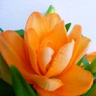 タイニーダブルユー