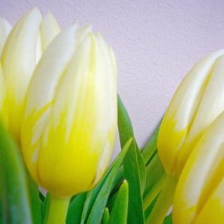 ハチミツミルク