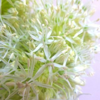 ヒルティフォリウム