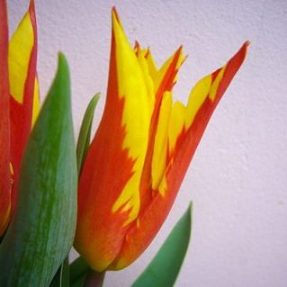 ファイヤーワークス