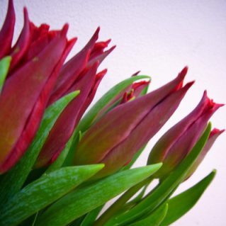 プリティウーマン