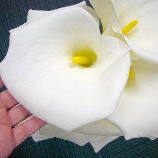 プレミアムプリンセス