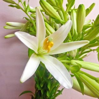 マドンナリリー