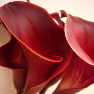 レッドチャーム