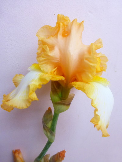 ジャーマンアイリス