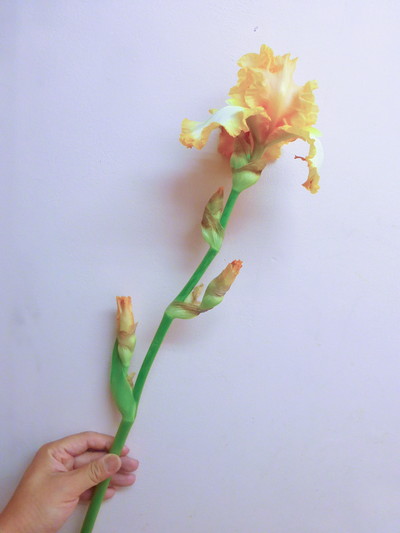 ジャーマンアイリス