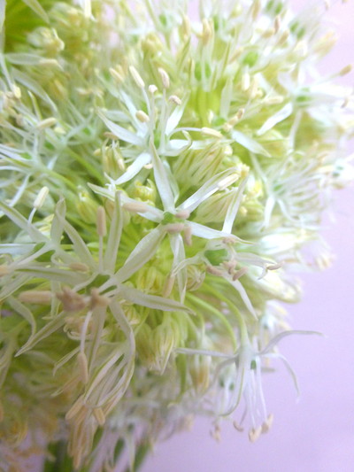 ヒルティフォリウム