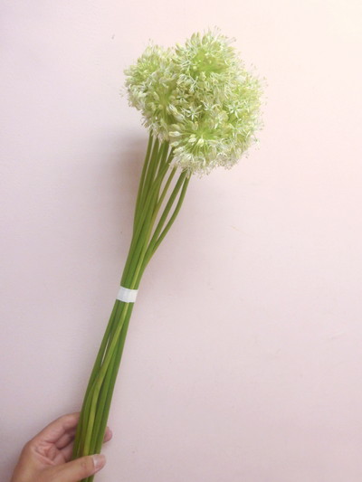 ヒルティフォリウム