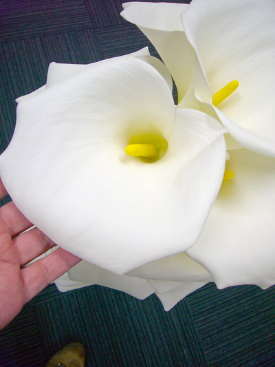 プレミアムプリンセス