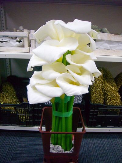 プレミアムプリンセス