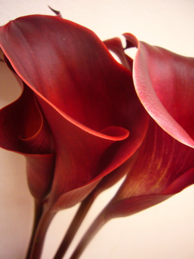 レッドチャーム