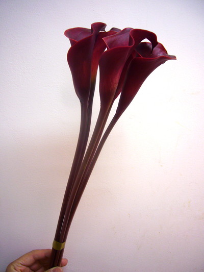 レッドチャーム