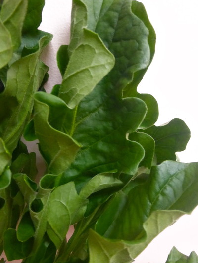 ガーベラ　リーフ