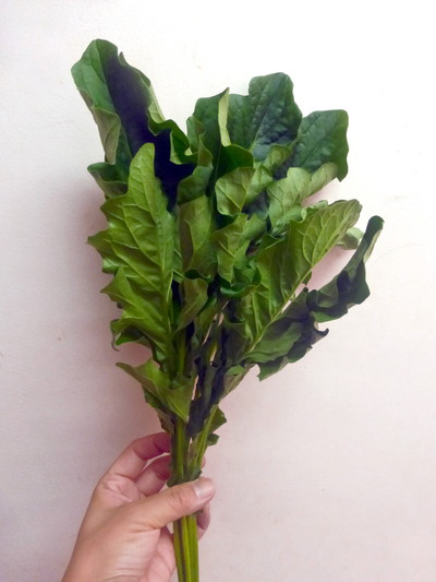 ガーベラ　リーフ