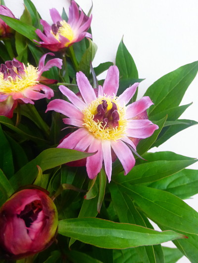 デイジーコルネット