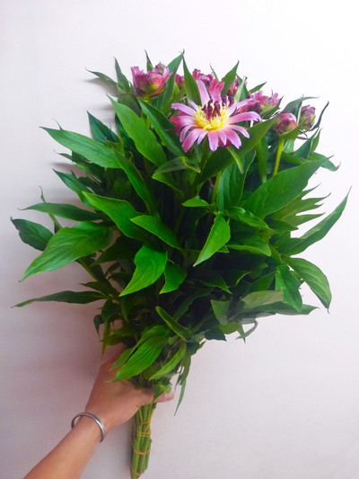 デイジーコルネット