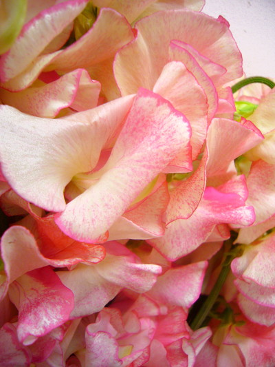 リップルピーチ