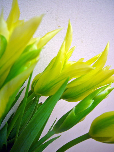 グリーンダンス