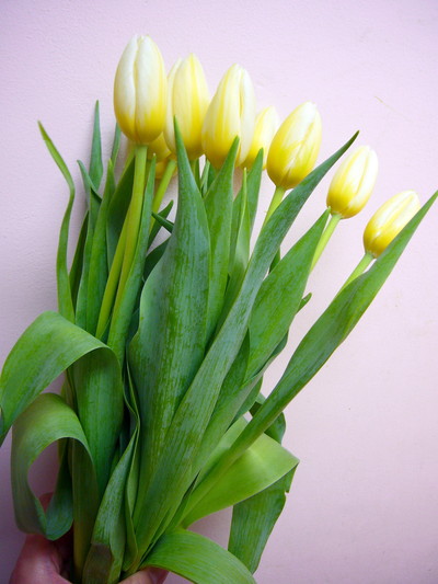 ハチミツミルク