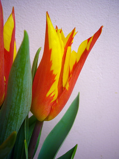 ファイヤーワークス