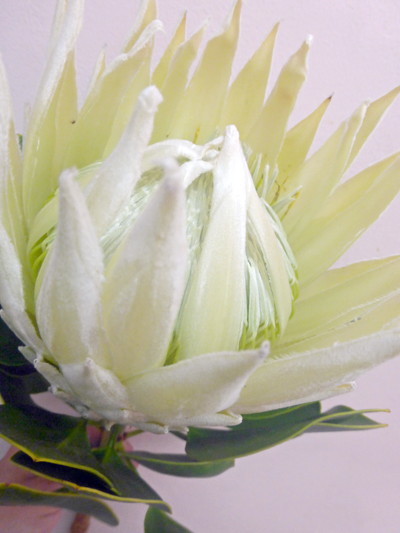 KPアークティックイアイス