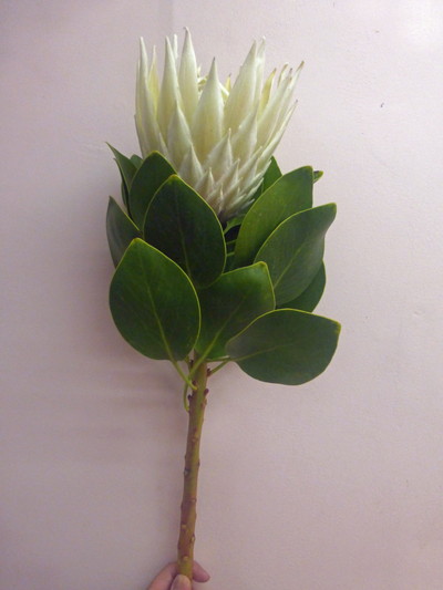 KPアークティックイアイス