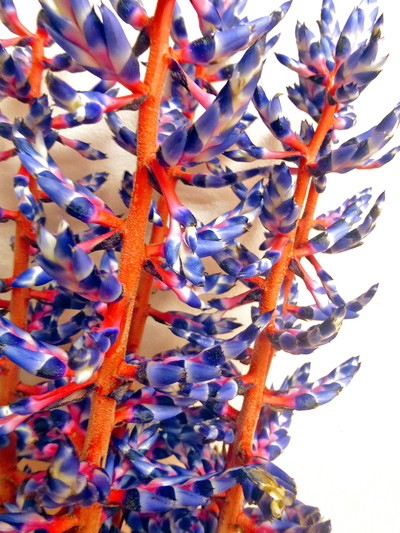 エクメア　ブルーベリー