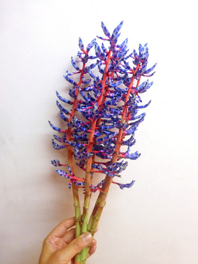 エクメア　ブルーベリー