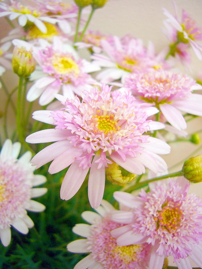 シュガーストロベリー