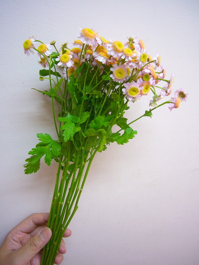 シュガーストロベリー