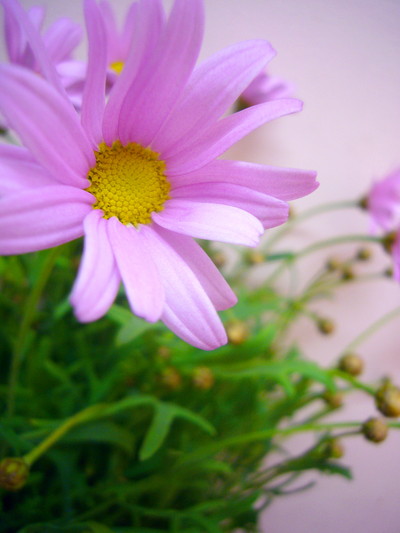 ブライダルピンク