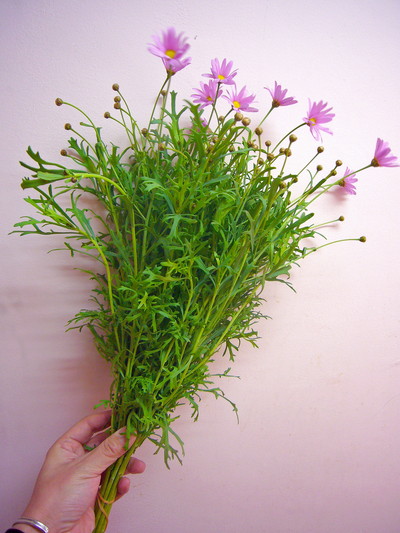 ブライダルピンク