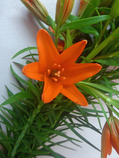 スタービューティー