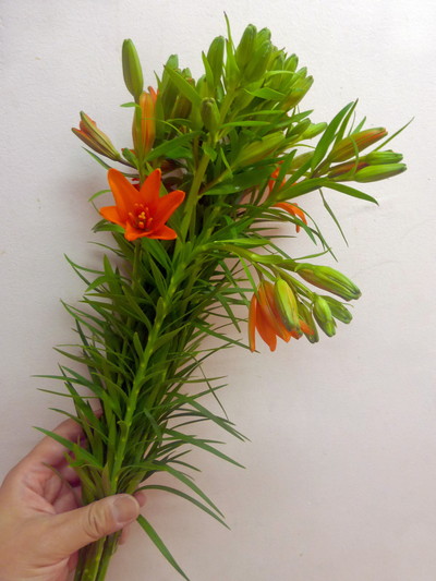 スタービューティー