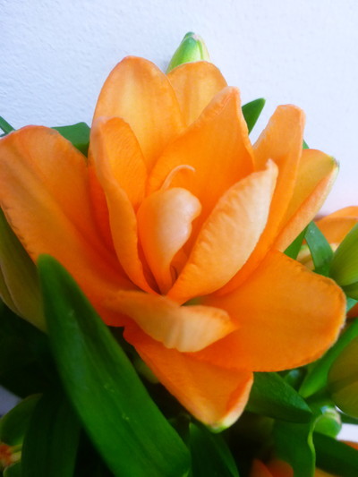 タイニーダブルユー