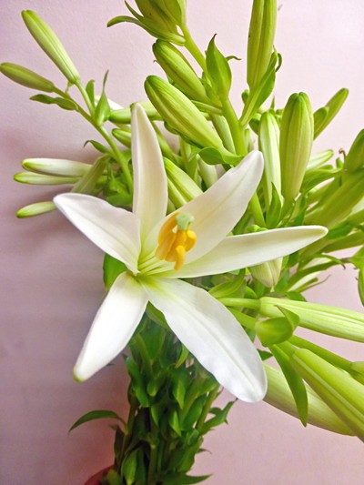 マドンナリリー