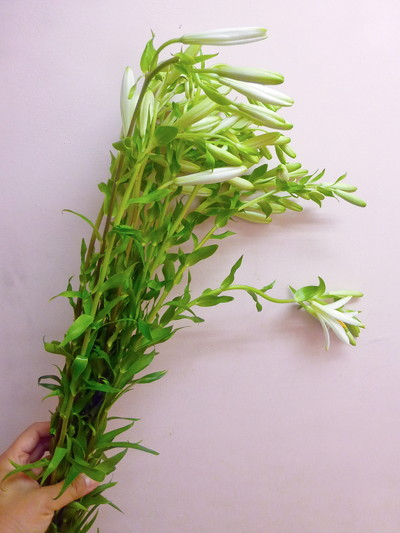 マドンナリリー