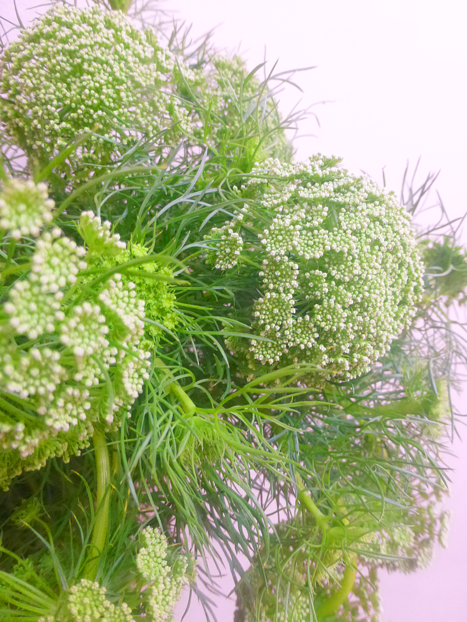 グリーンミスト